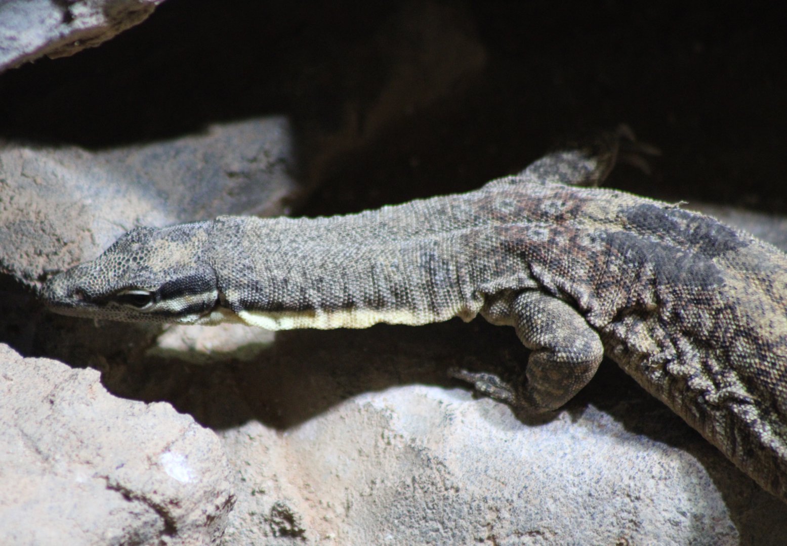 Kimberley rock monitor