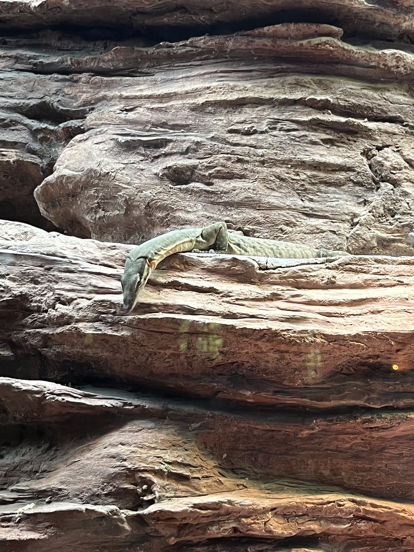 Kimberley rock monitor