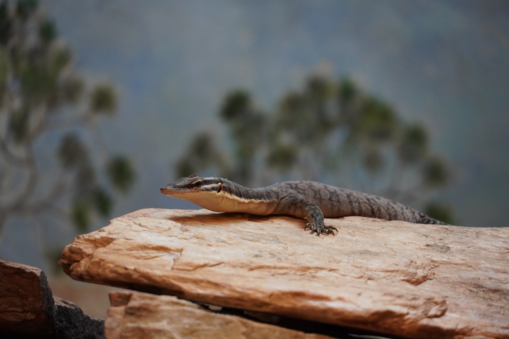 Kimberley Rock Monitor