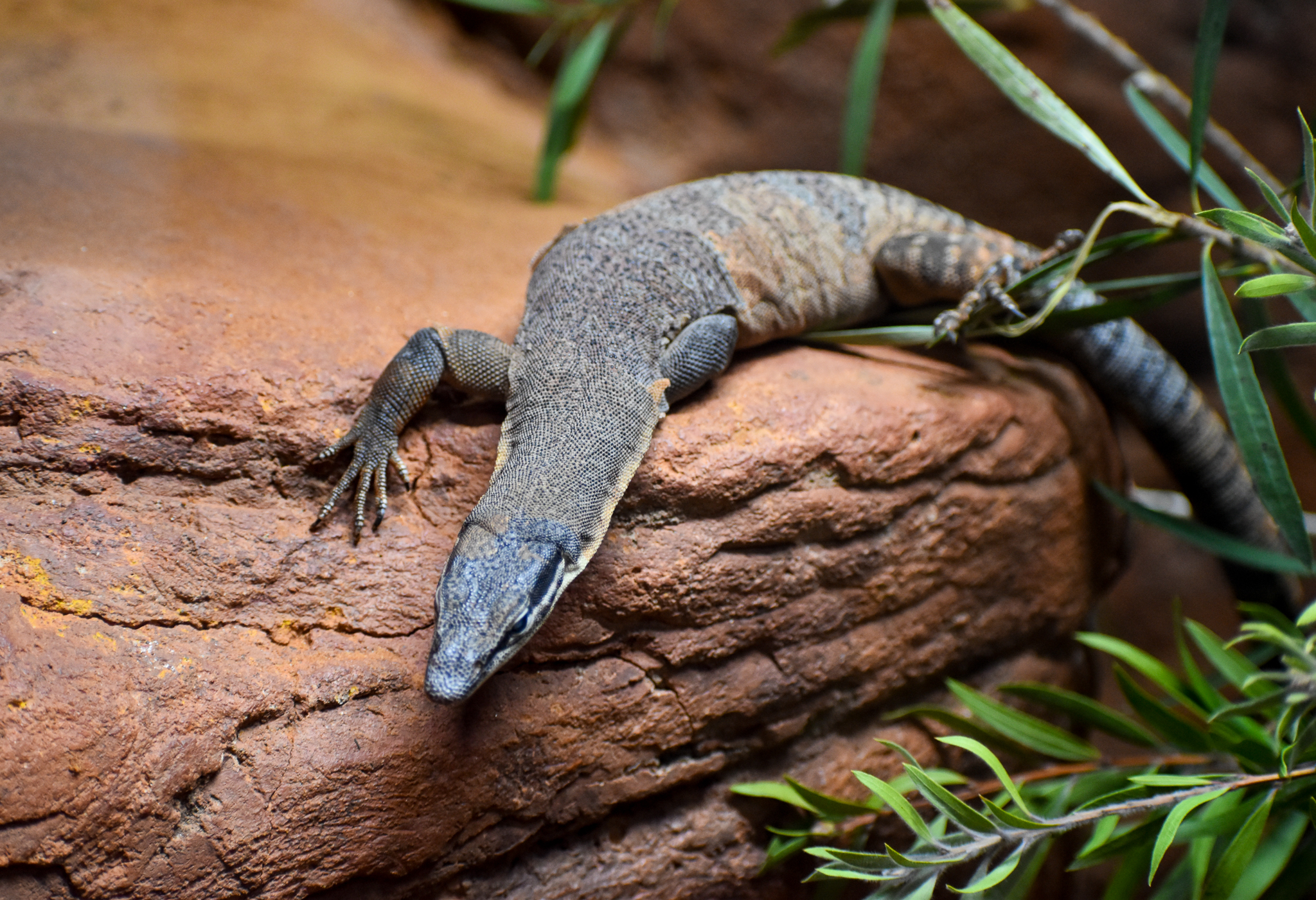 Kimberley Rock Monitor