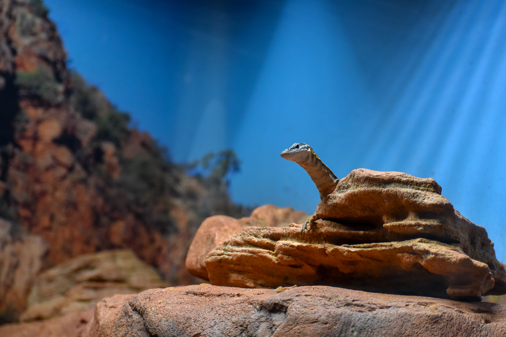 Kimberley Rock Monitor