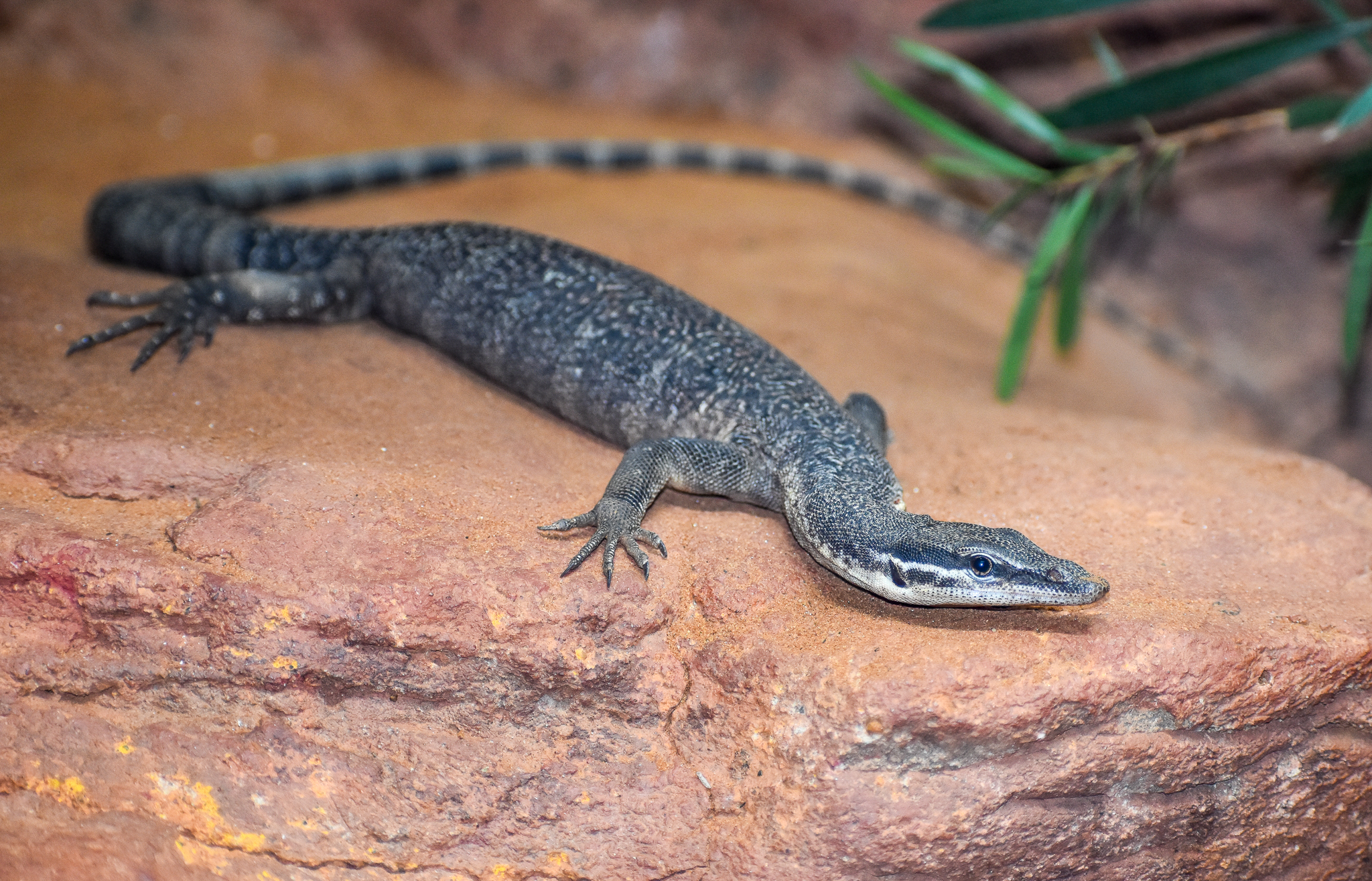 Kimberley Rock Monitor
