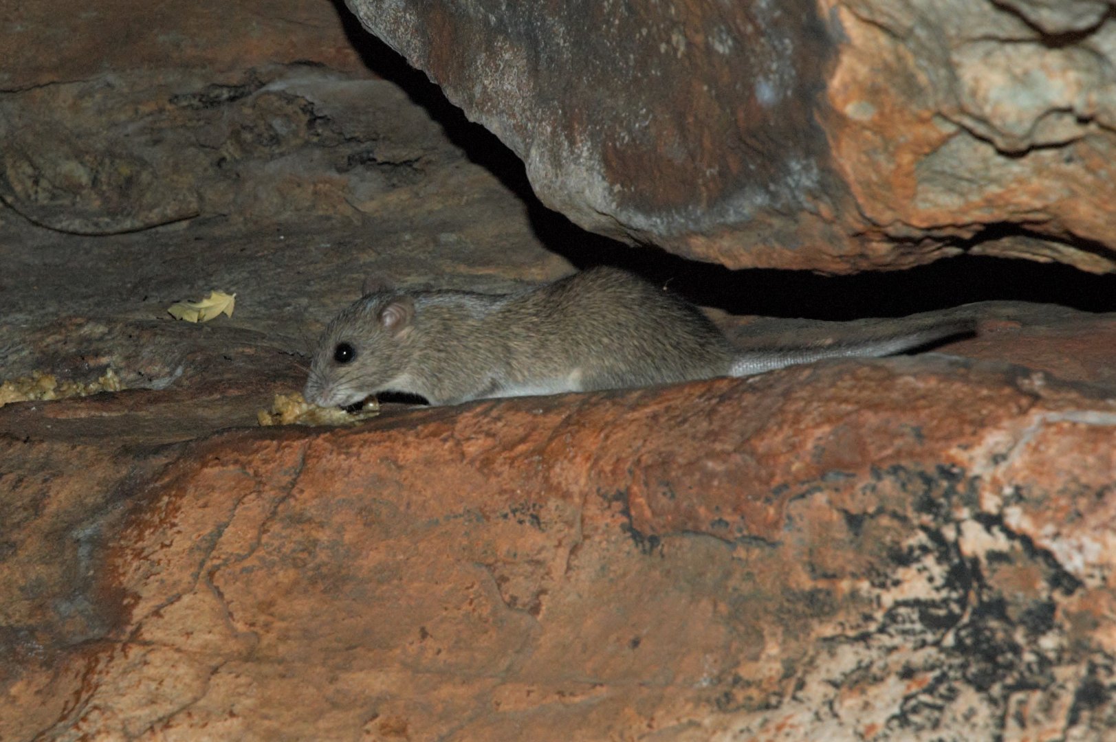 Kimberley Rock-rat (Zyzomys woodwardi)