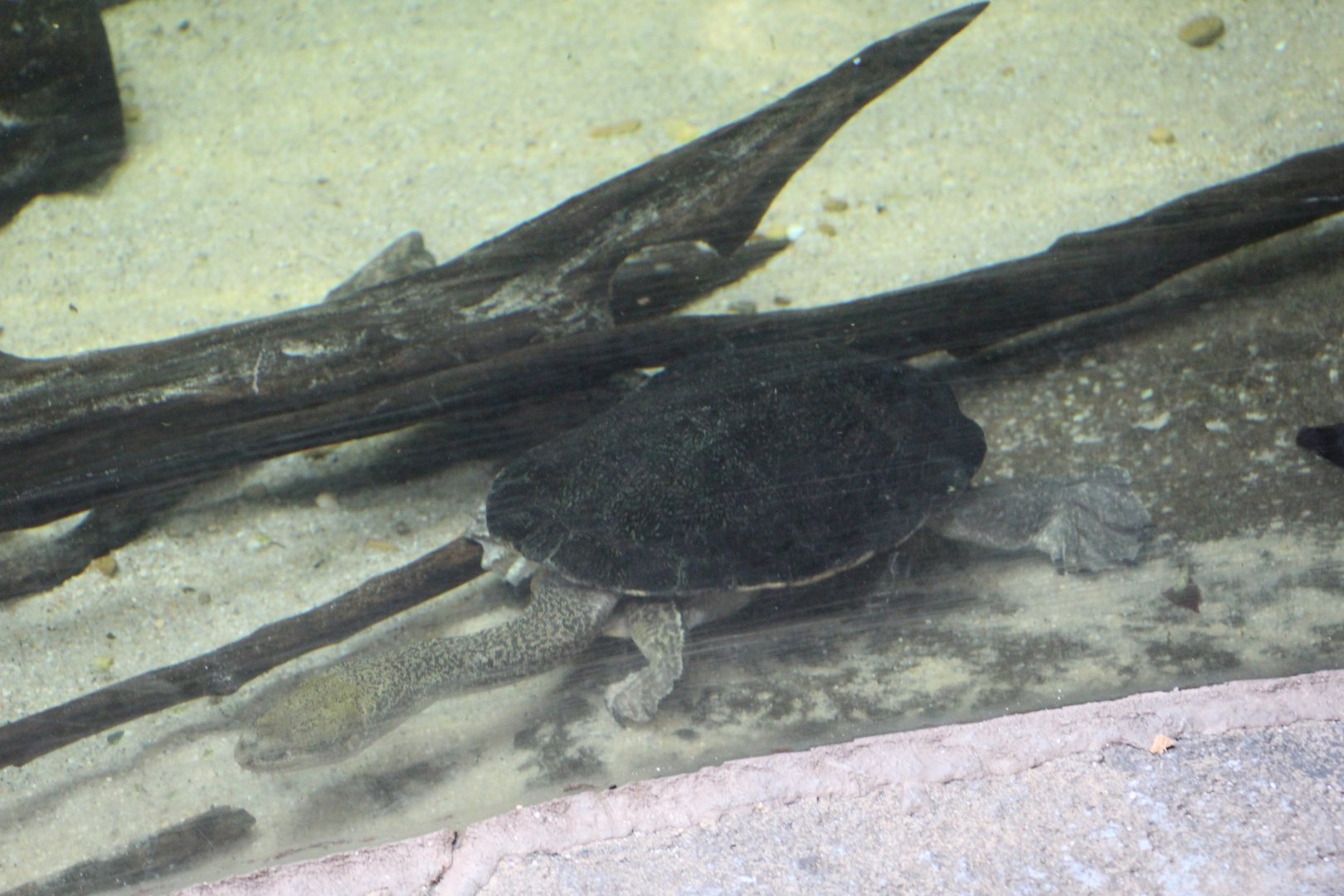 Kimberley Snake-Necked Turtle