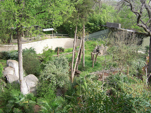 Kimberly Clark Chimpanzee Forest