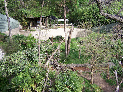 Kimberly Clark Chimpanzee Forest