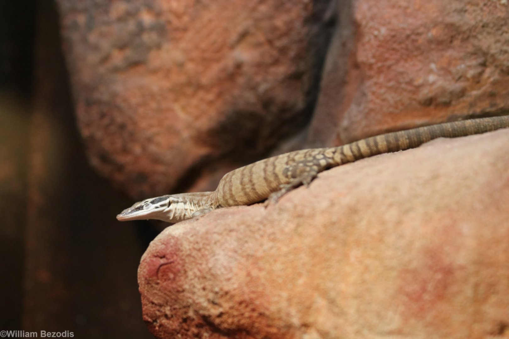 Kimberly Rock Goanna