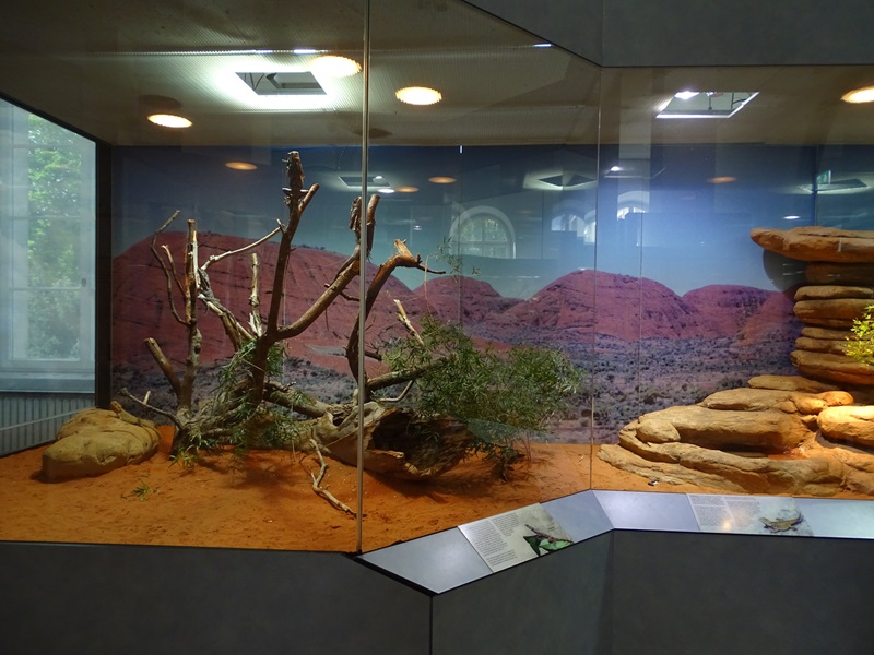 Kimberly rock monitor, frilled lizard and bearded dragon terrarium