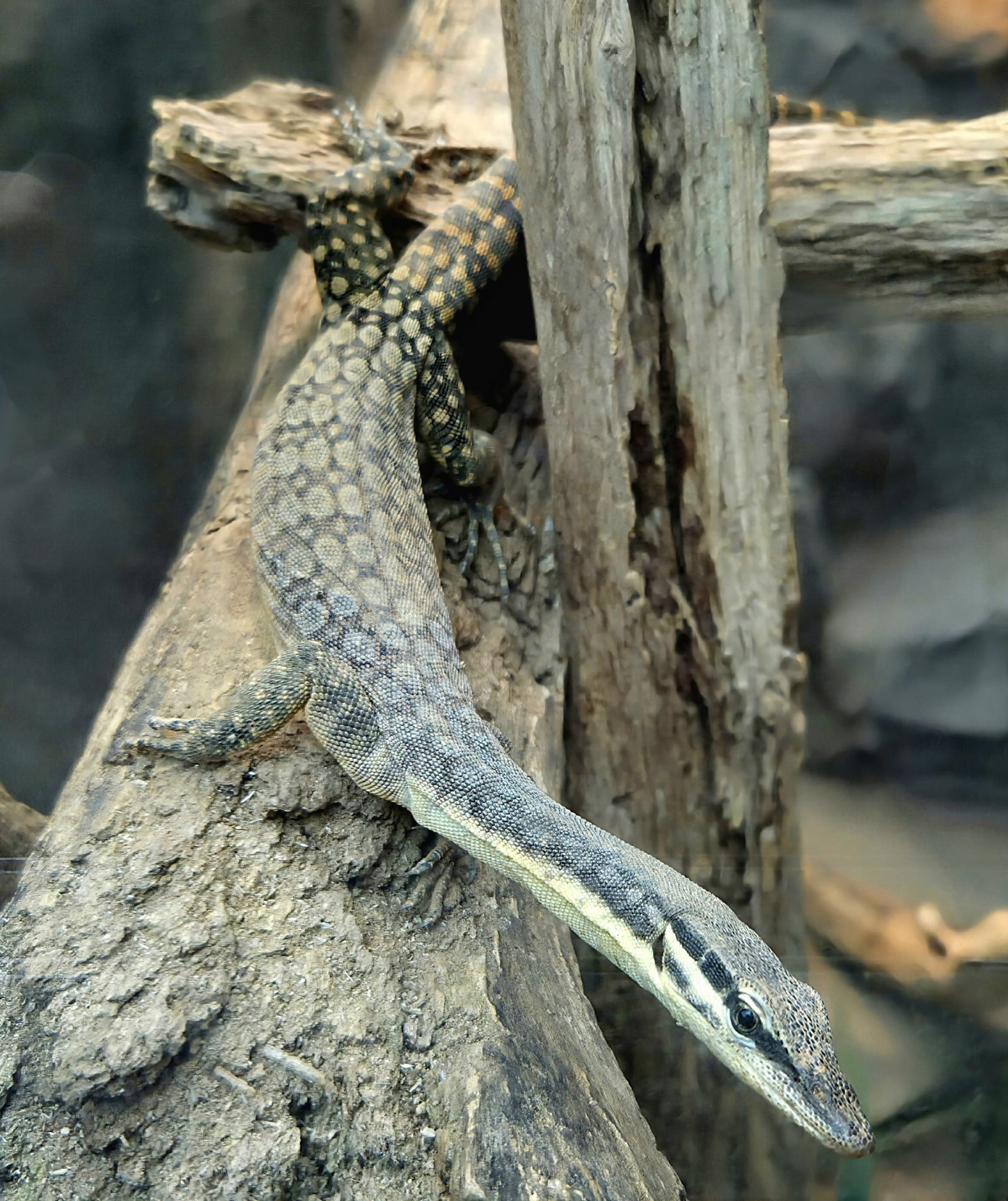 Kimberly Rock Monitor - Riverbanks Zoo