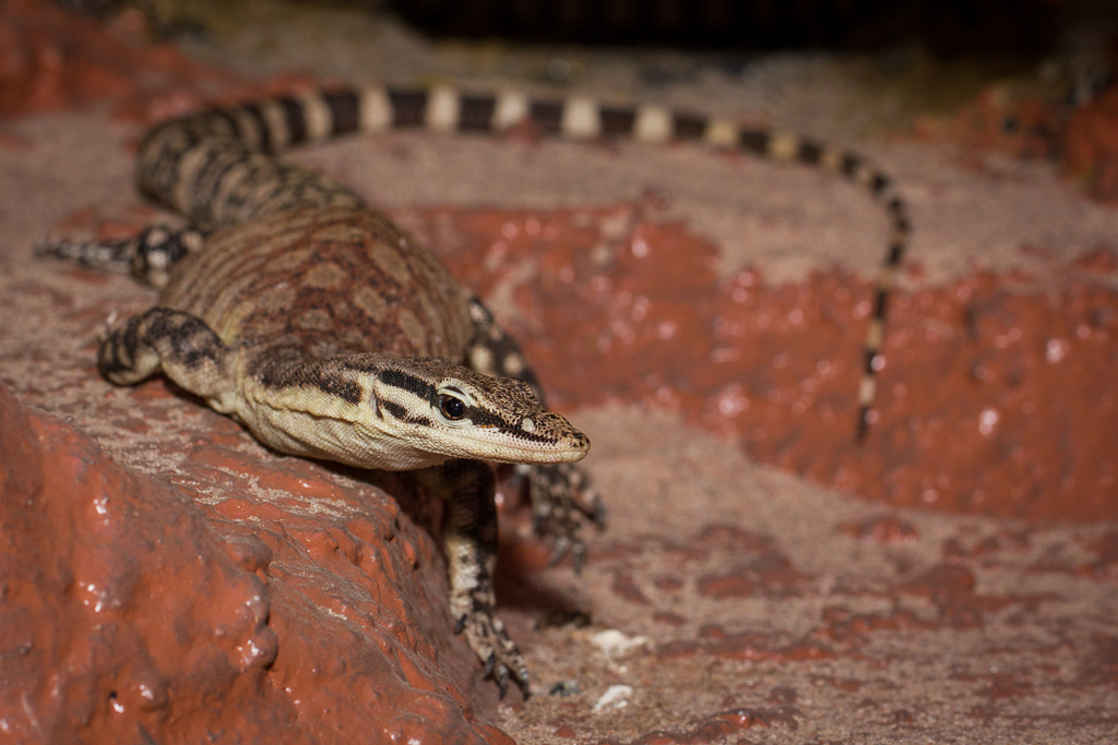 Kimberly rock monitor - Varanus glauerti