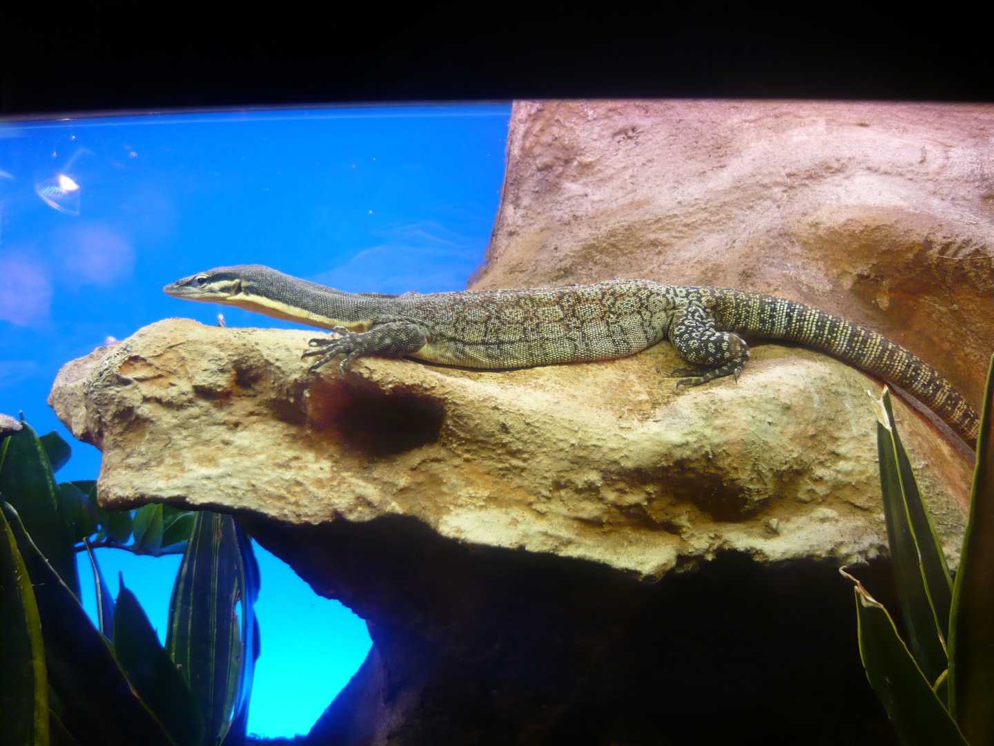 Kimberly rock monitor (Varanus glauerti)