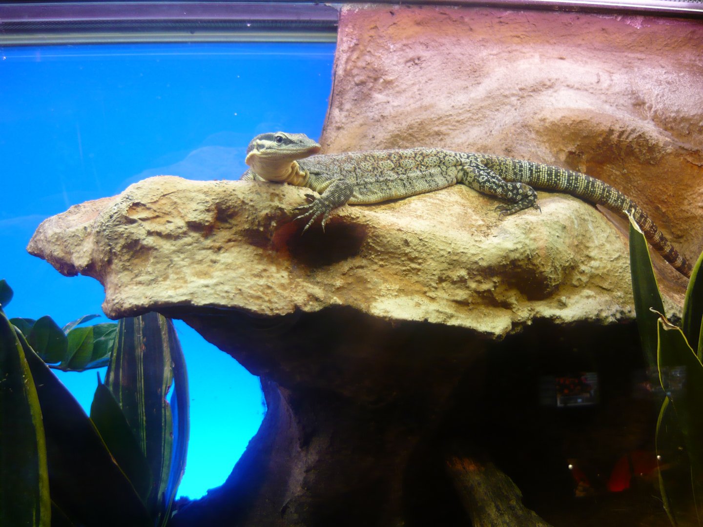 Kimberly rock monitor (Varanus glauerti)