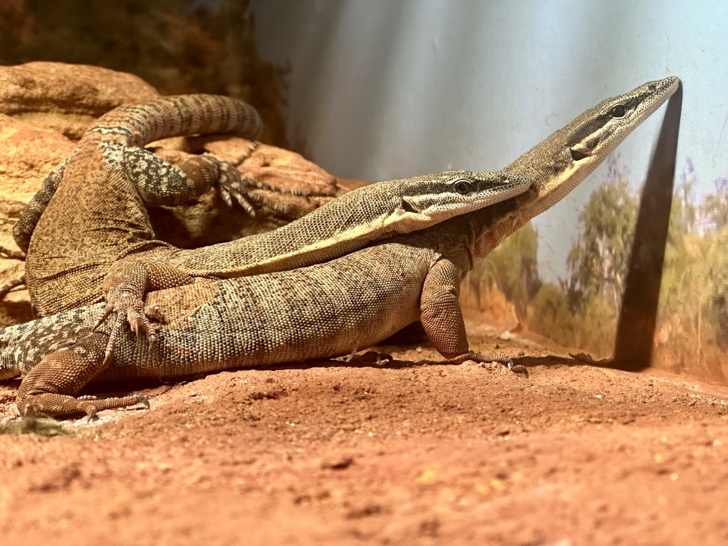 Kimberly rock monitor (Varanus glauerti)