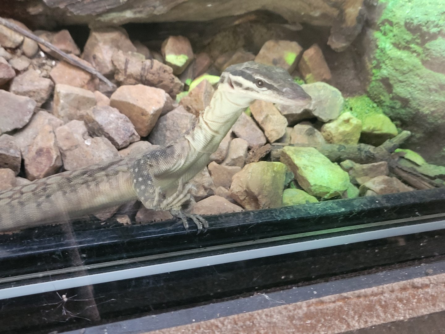 Kimberly Rock Monitor(Varanus glaurti)