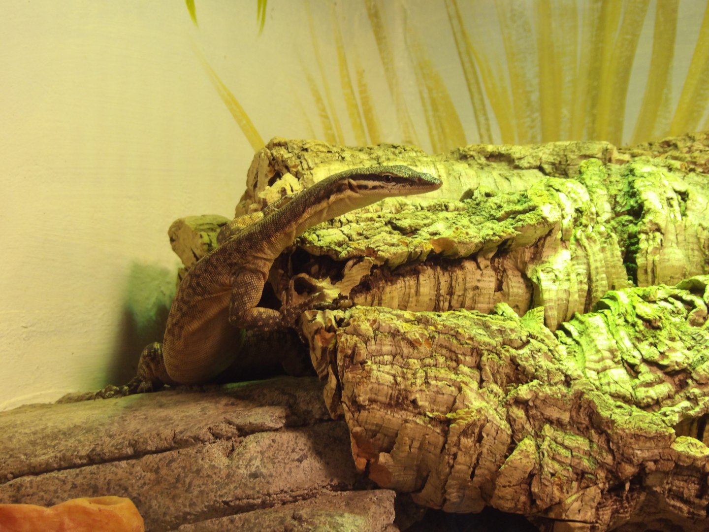 Kimberly Rock Monitor(Varanus glaurti)