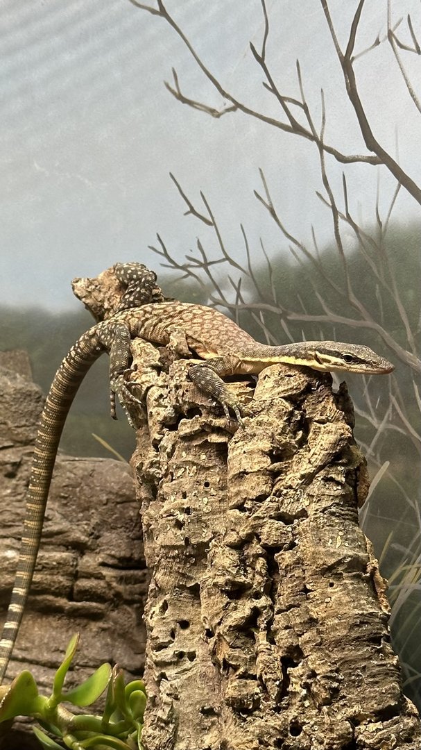 Kimberly Rock Monitor