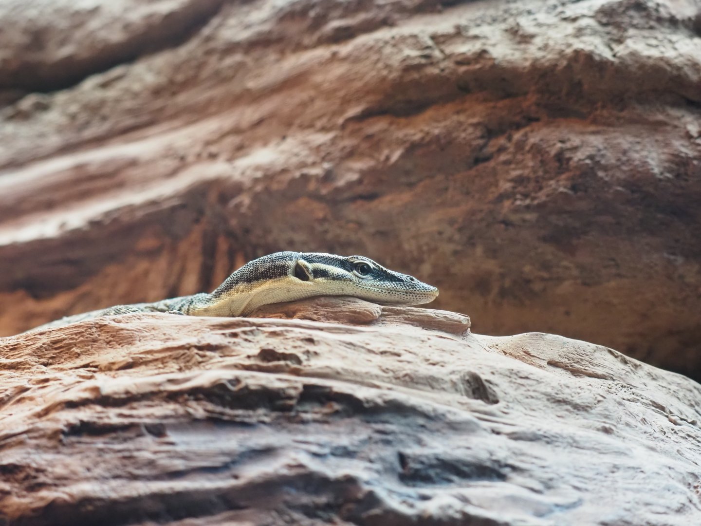 Kimberly Rock Monitor