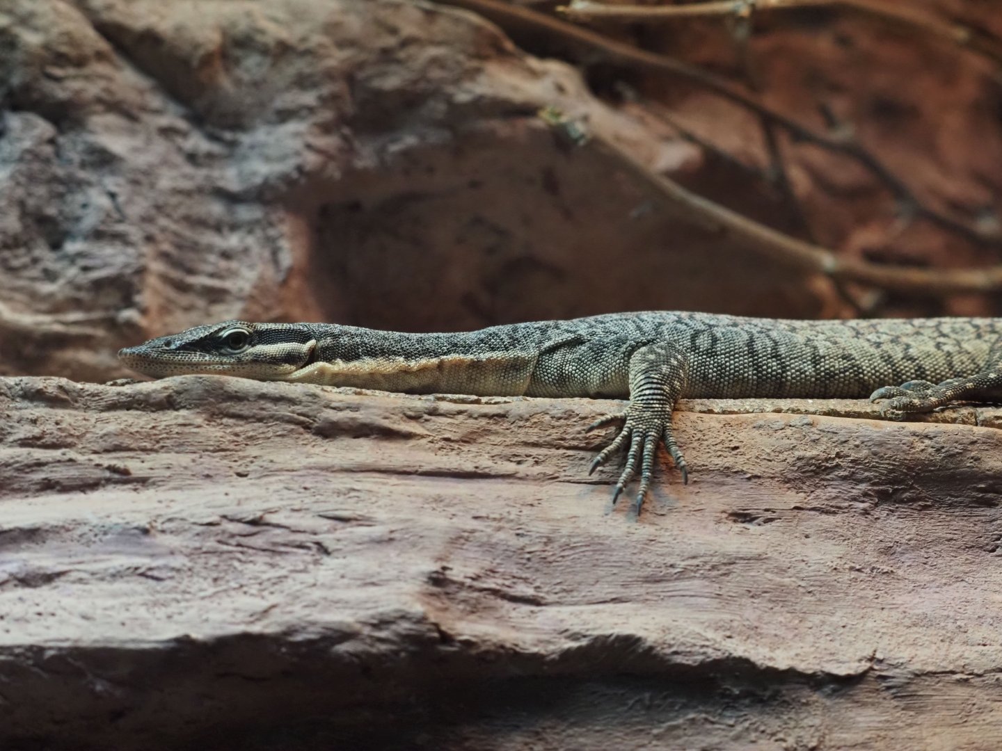 Kimberly Rock Monitor