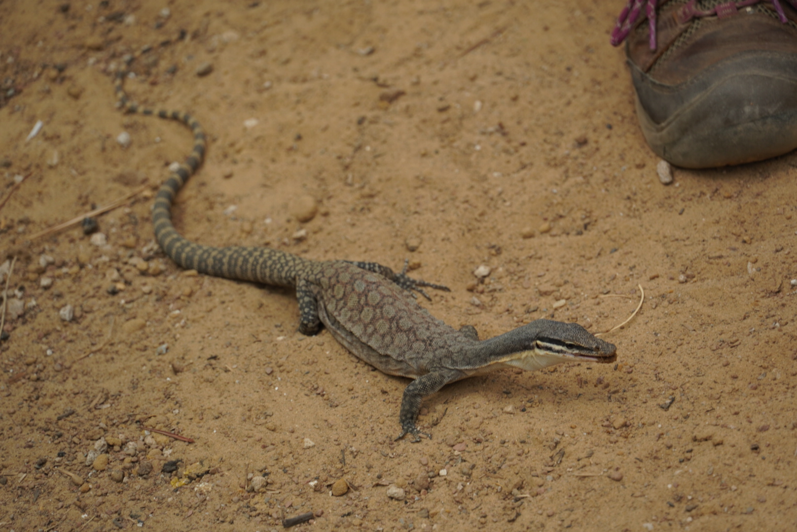 Kimberly Rock Monitor