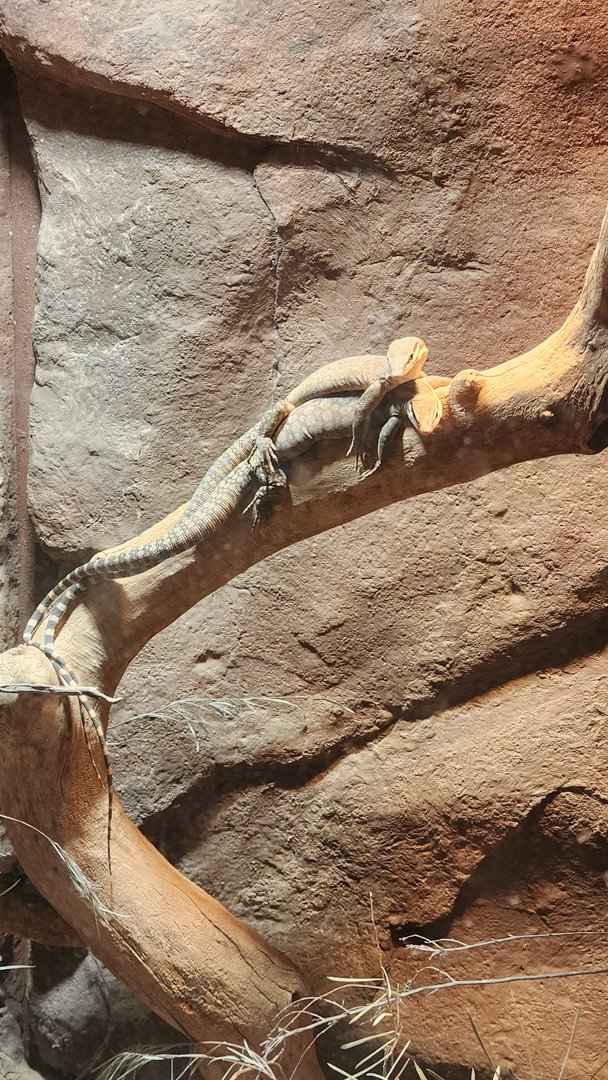 Kimberly Rock Monitors