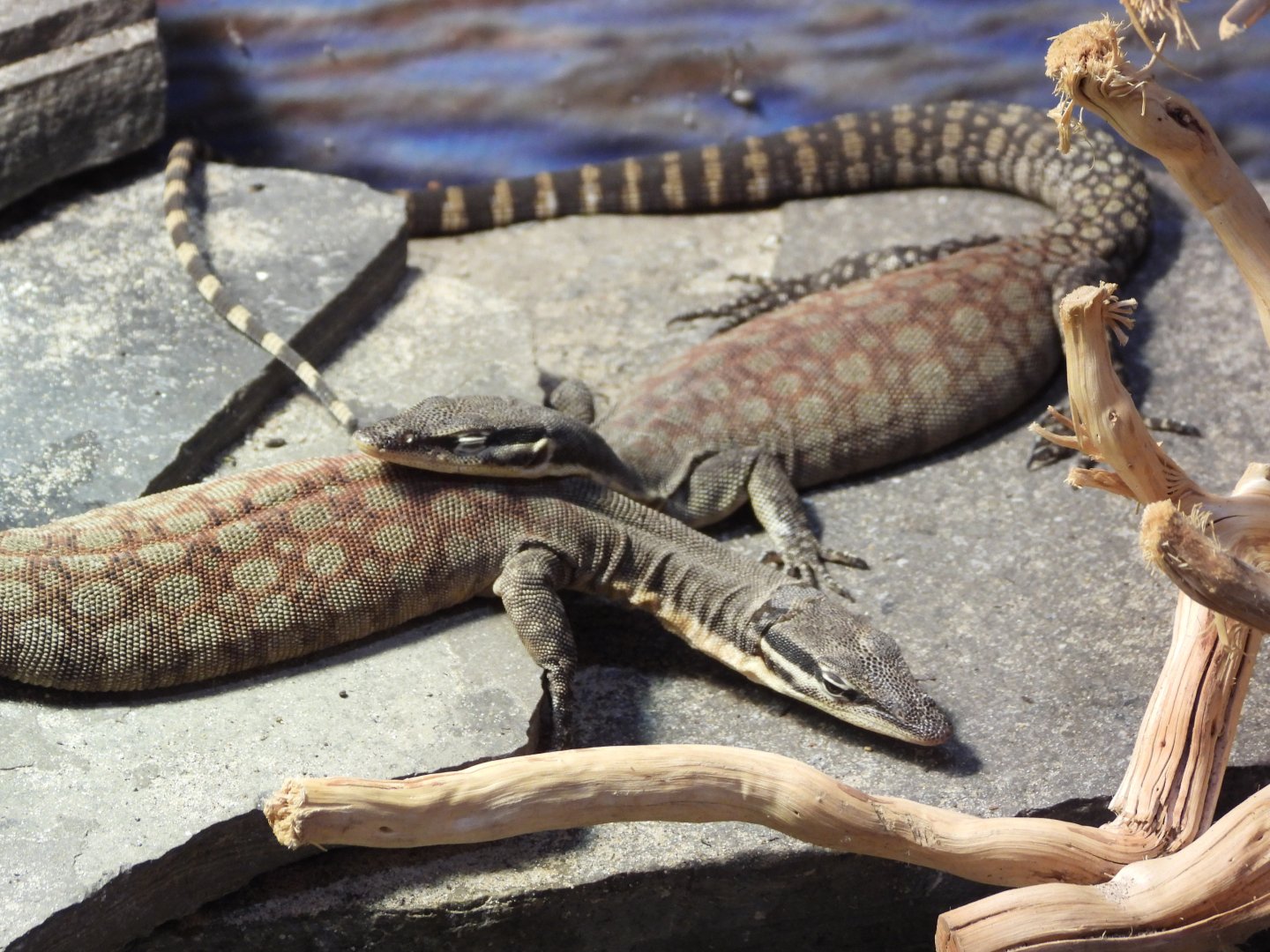 Kimberly rock monitors