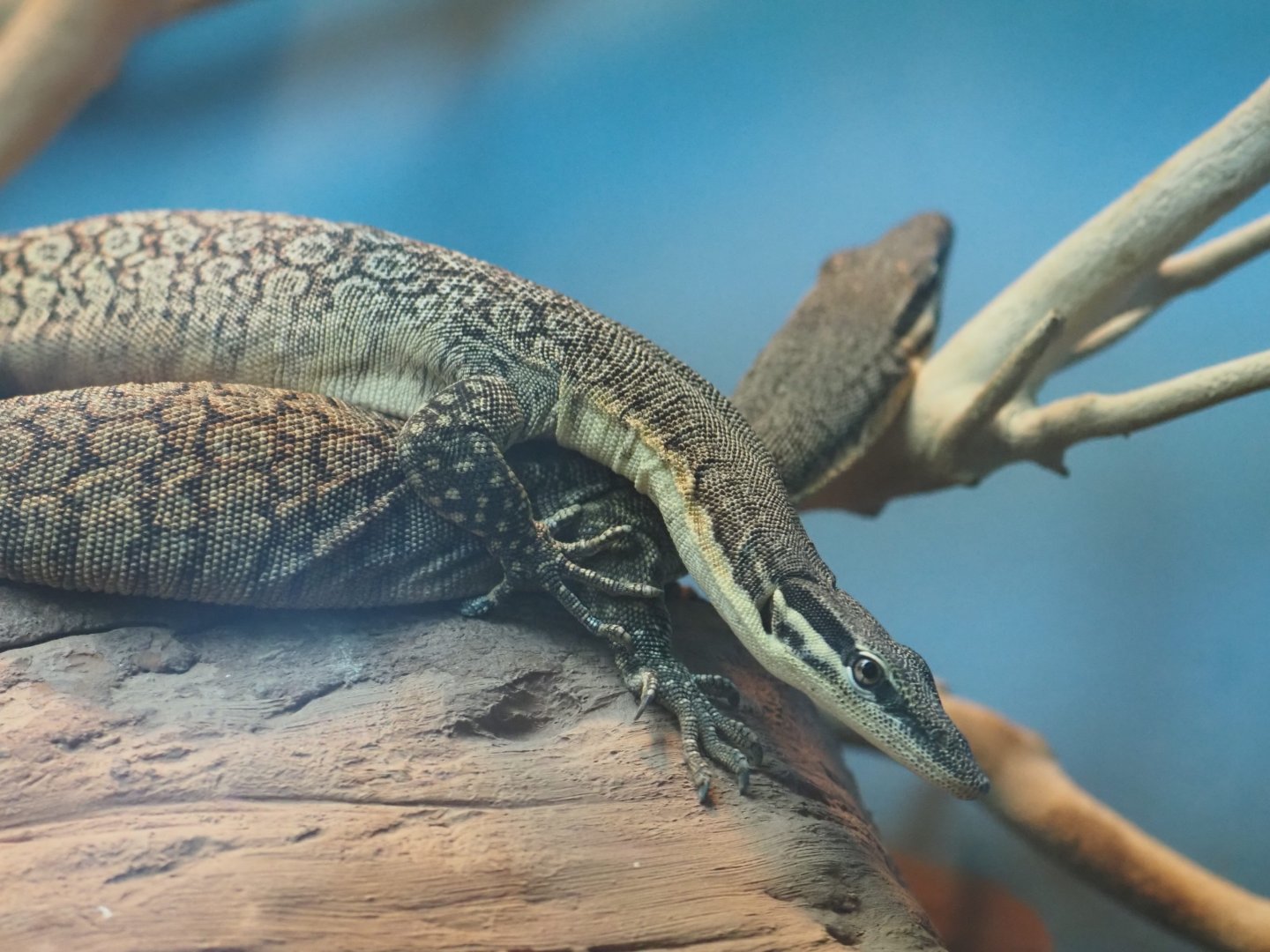 Kimberly Rock Monitors