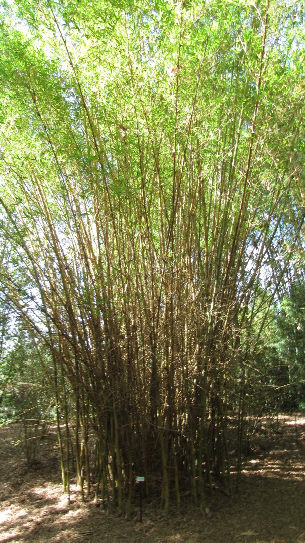 Kimmei Buddha Belly Bamboo