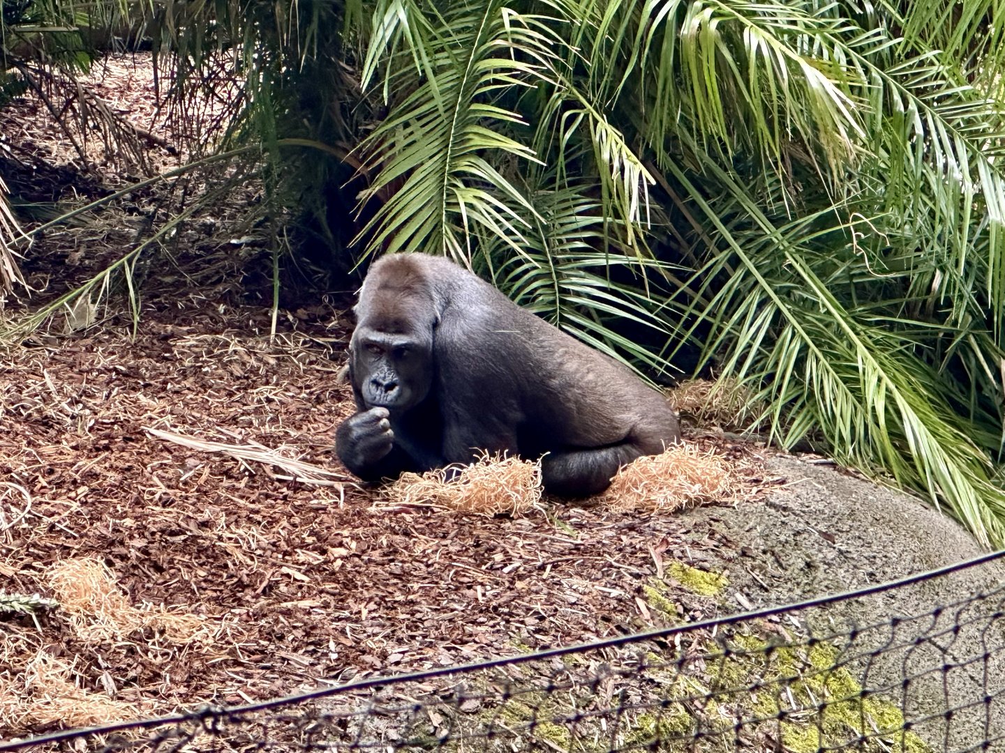 Kimya (Western lowland gorilla)