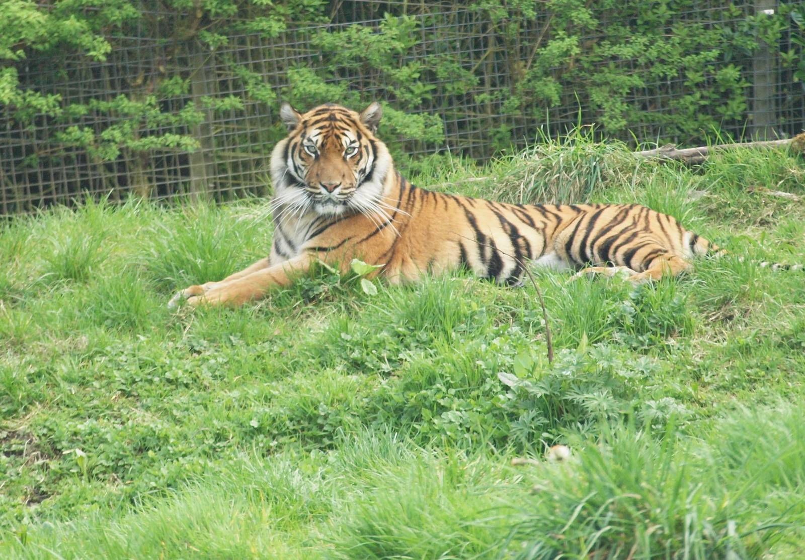Kinabalu, female sumatran tiger