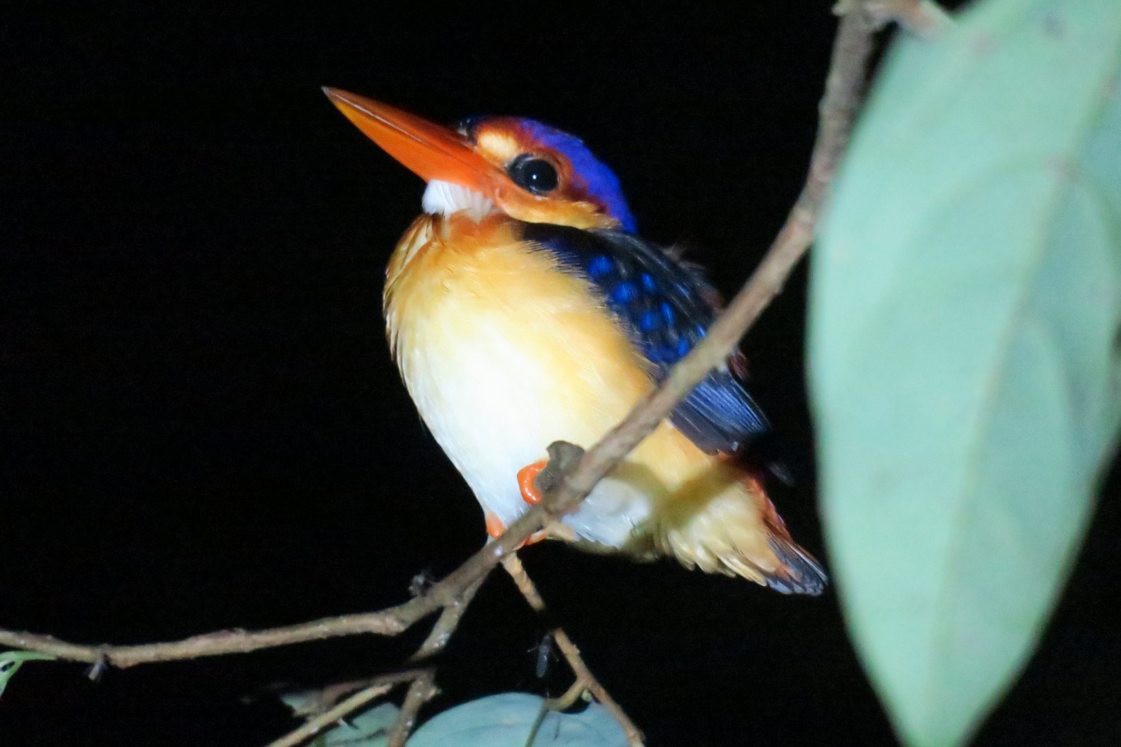 Kinabatangan night walk