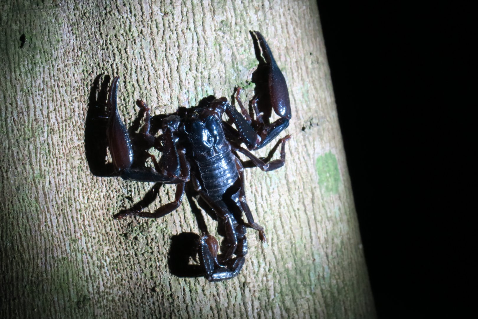 Kinabatangan night walk