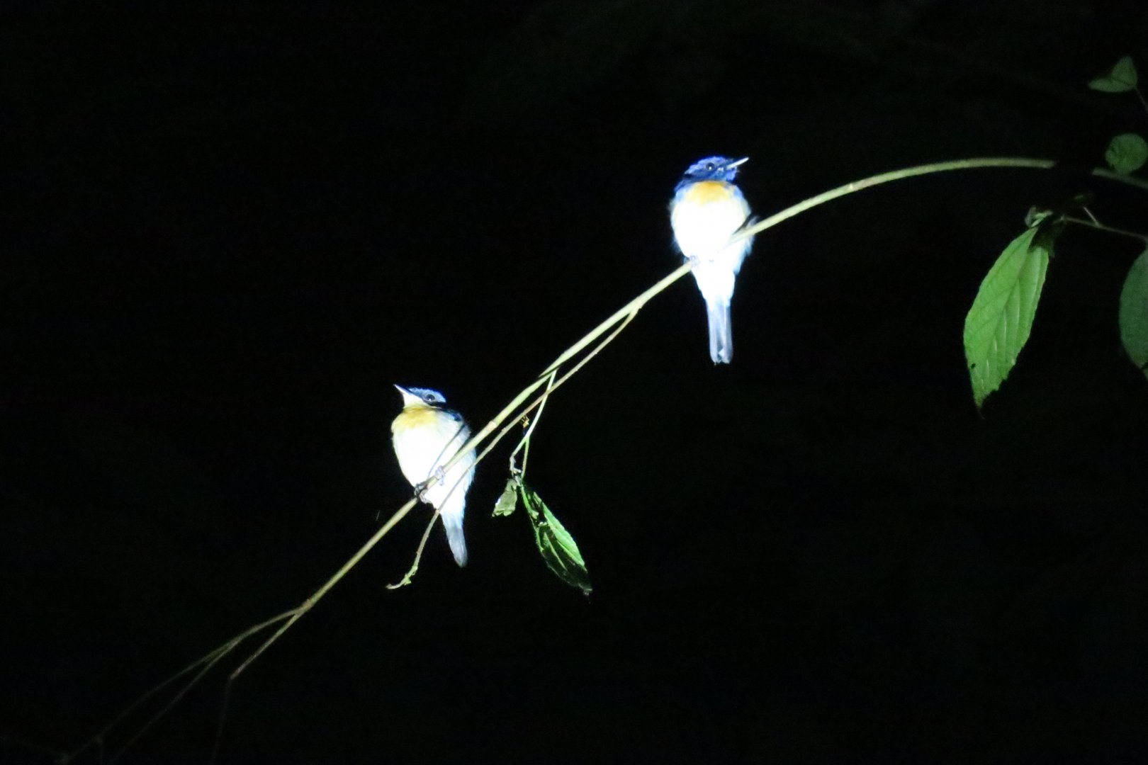 Kinabatangan night walk