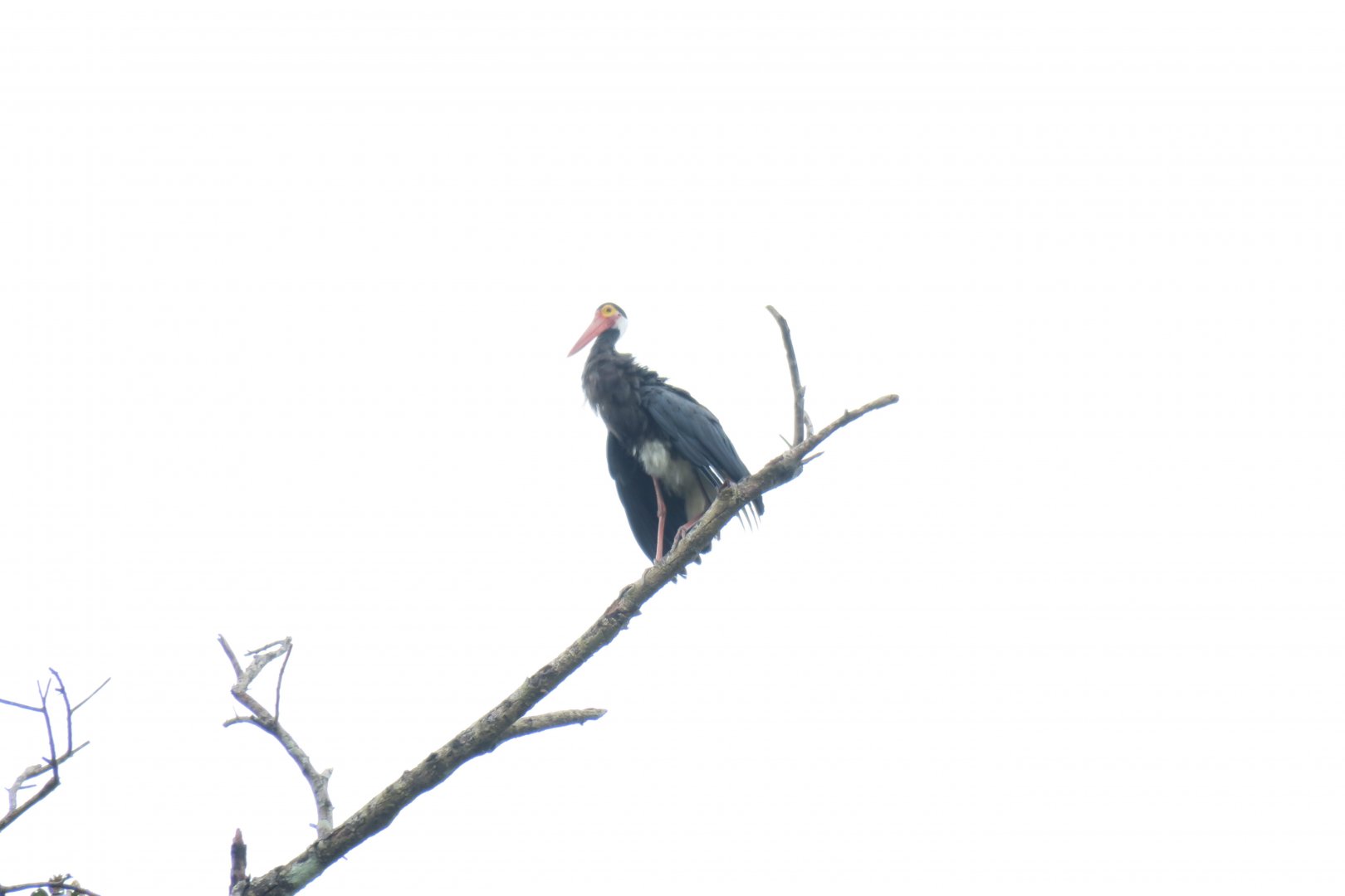 Kinabatangan river cruise