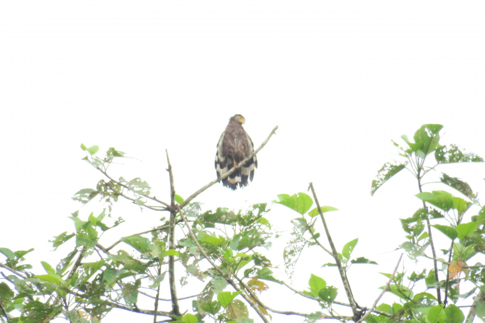 Kinabatangan river cruise