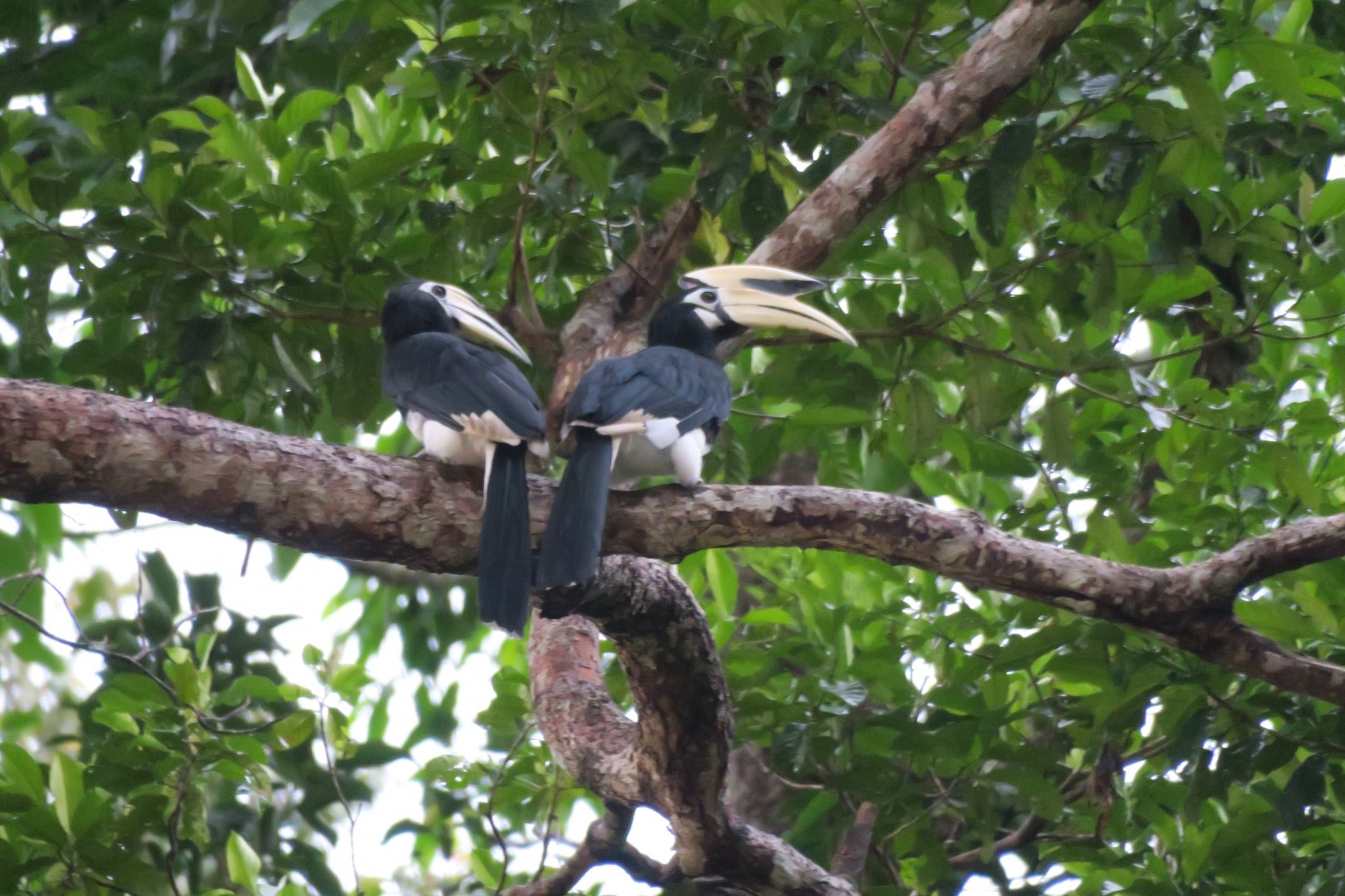 Kinabatangan river cruise
