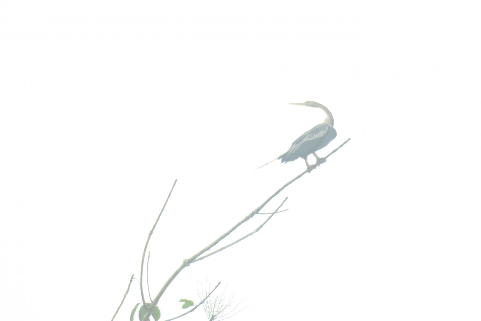 Kinabatangan river cruise