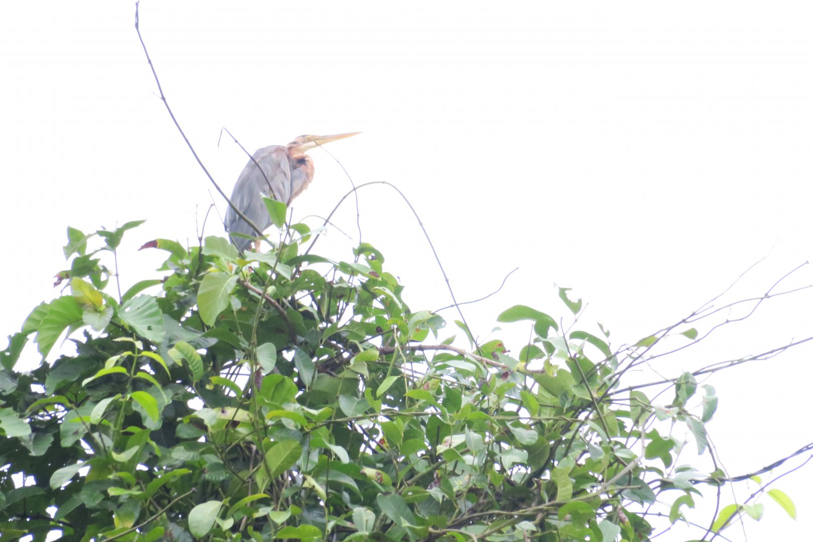 Kinabatangan river cruise