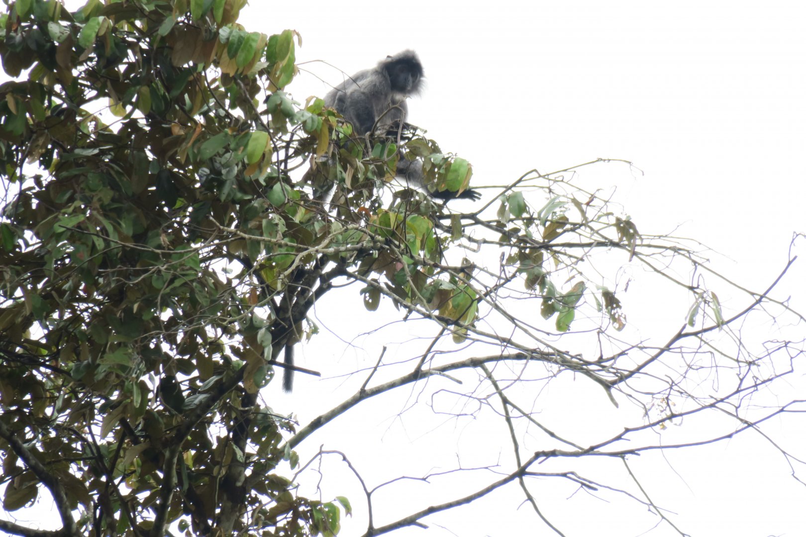 Kinabatangan river cruise