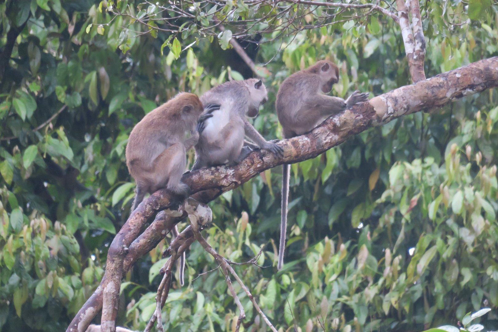Kinabatangan river cruise