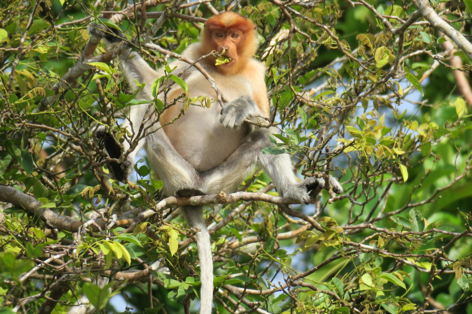 Kinabatangan river cruise