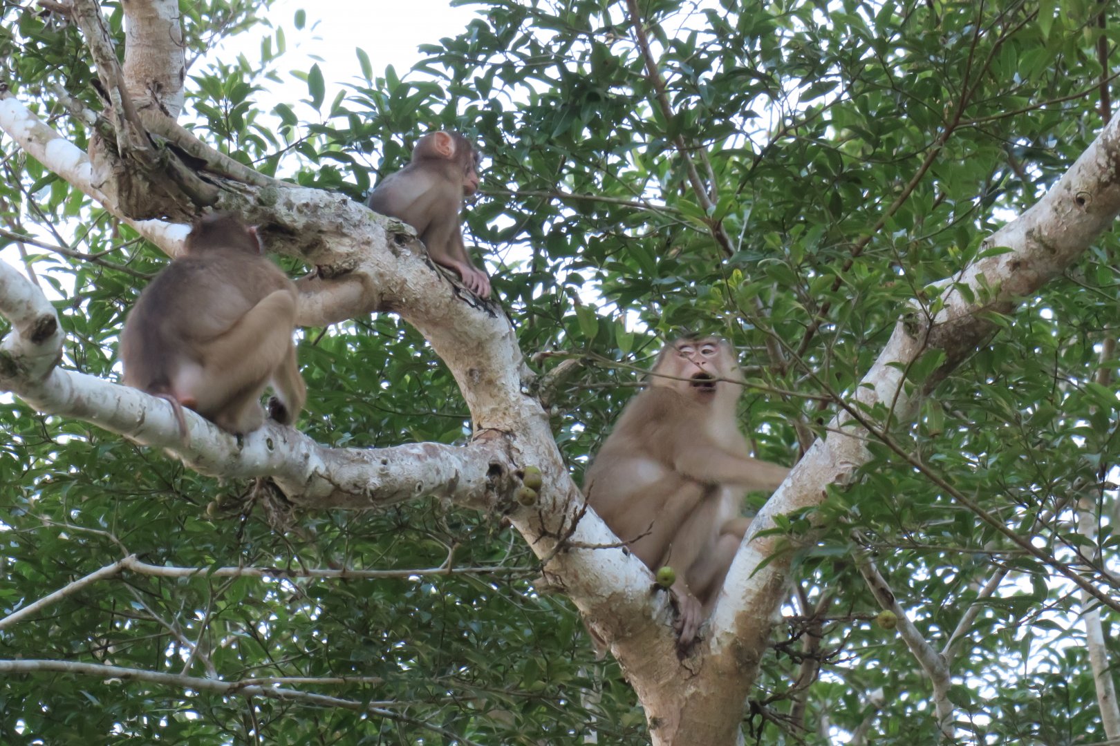 Kinabatangan river cruise