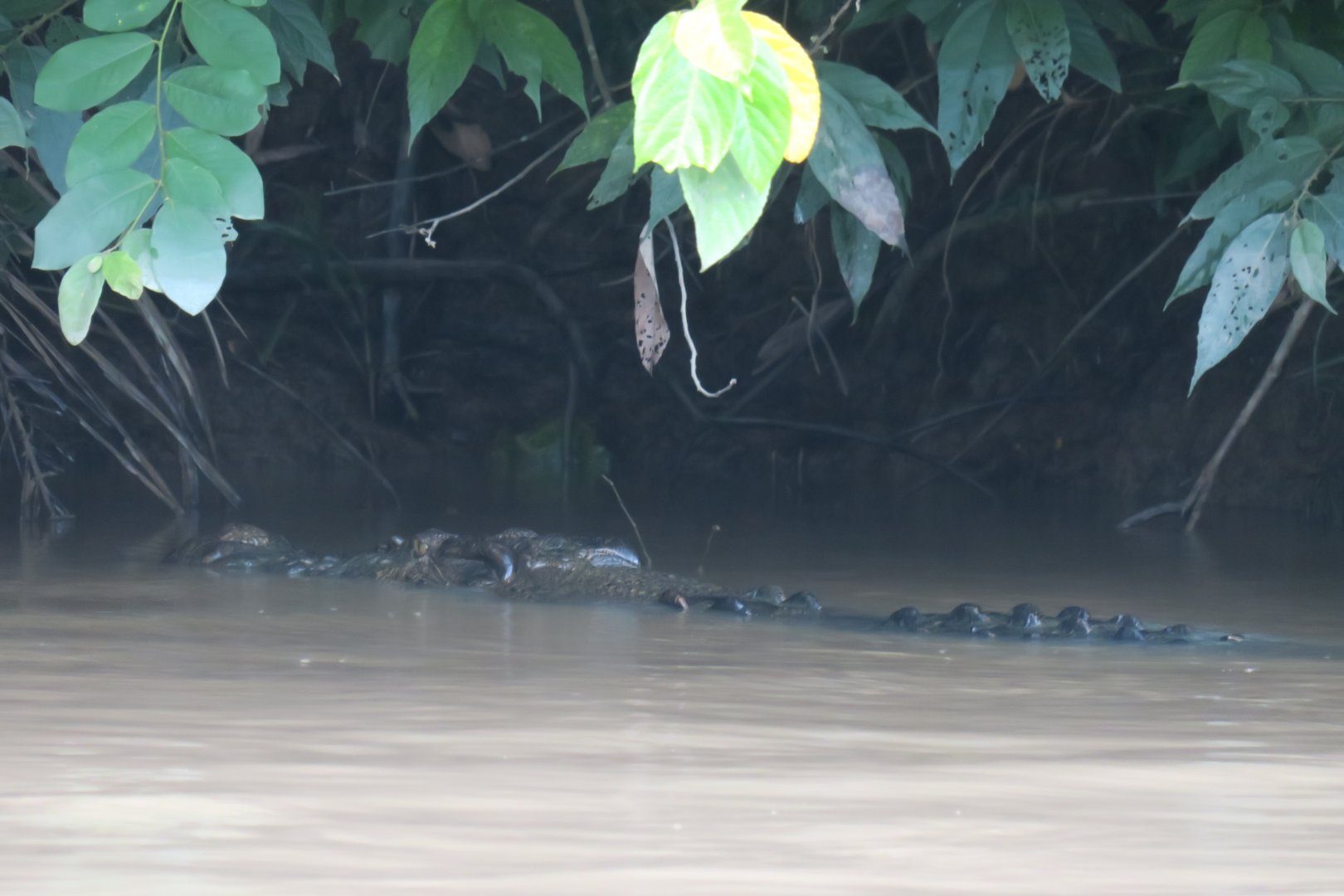 Kinabatangan river cruise