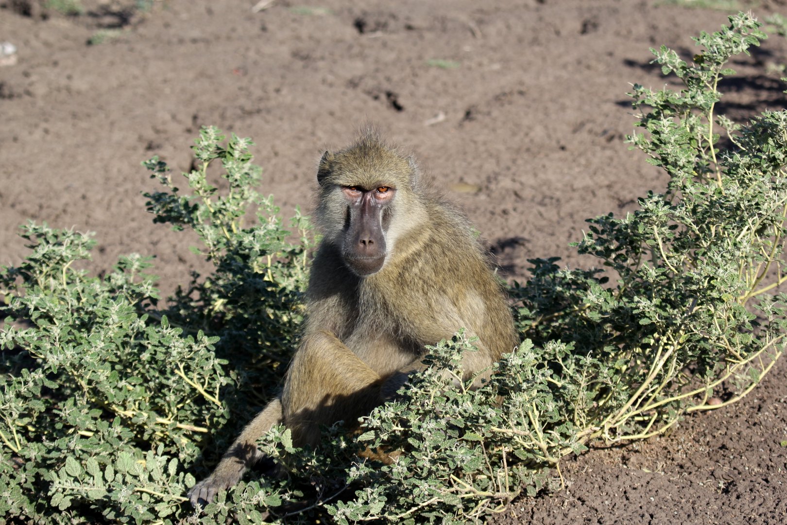 Kinda baboon (Papio kindae)