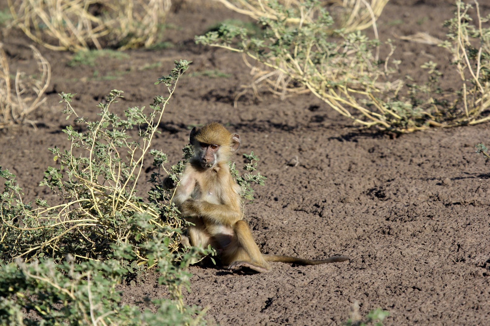 Kinda baboon (Papio kindae)