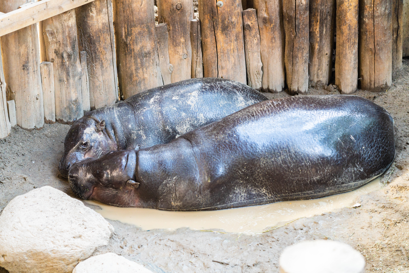 Kindia and Penelope the Pygmy Hippo mom and daughter