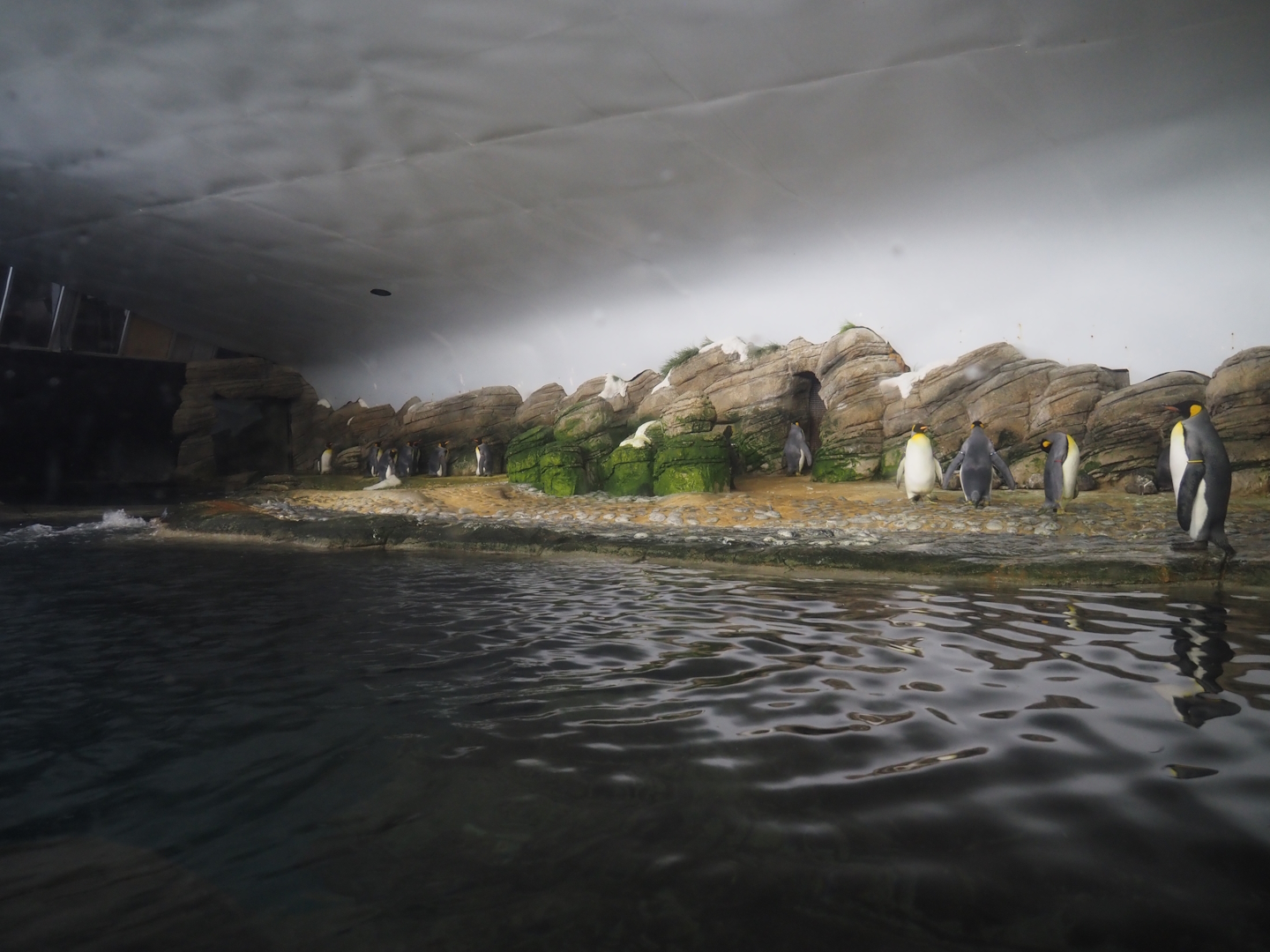 King and Antarctic gentoo penguin exhibit, 2024-06-30