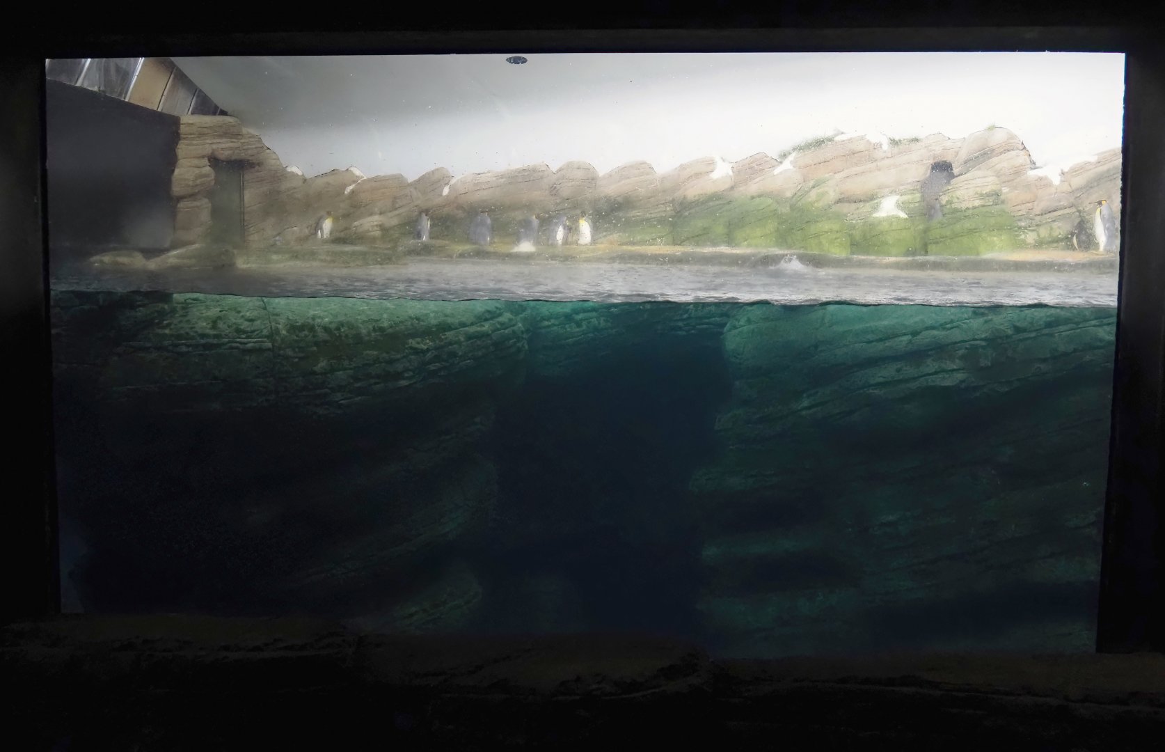 King and Antarctic gentoo penguin exhibit, 2024-06-30