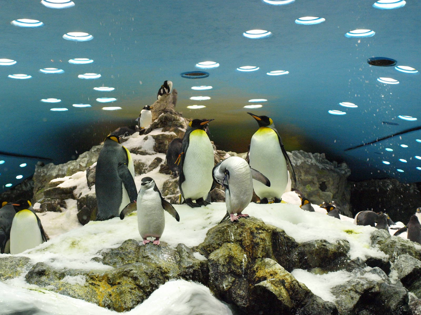 King and Chinstrap Penguins - Planet Penguin