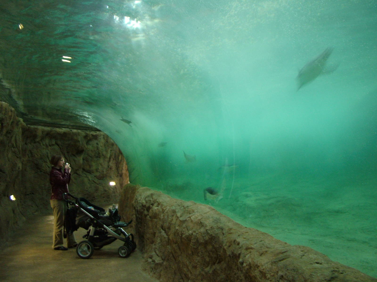 King and Gentoo Penguin enclosure at Wuppertal 13/05/09