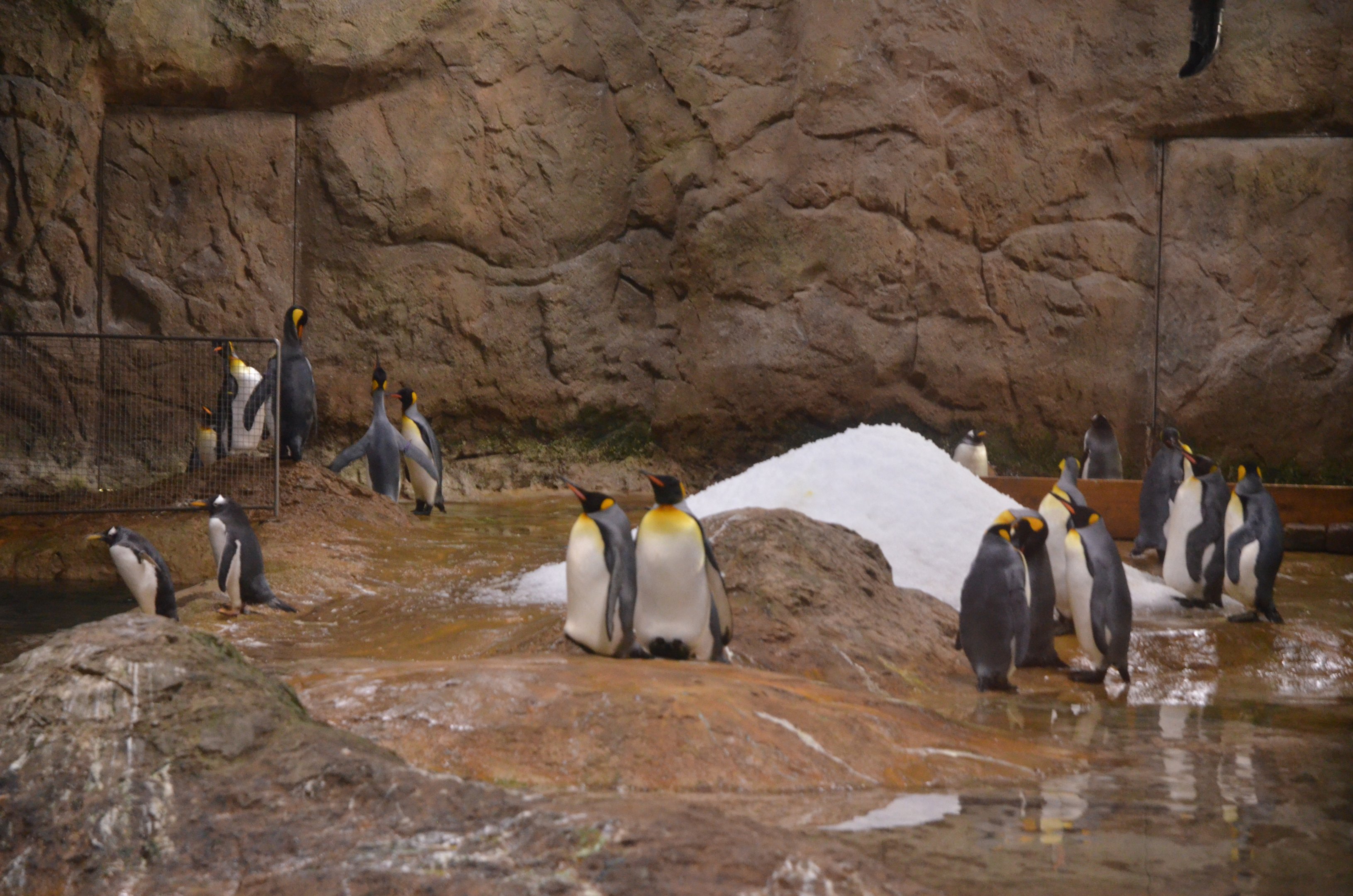 King and Gentoo Penguin Enclosure at Wuppertal, 16/06/19